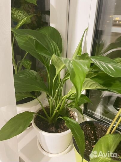 Спатифиллум