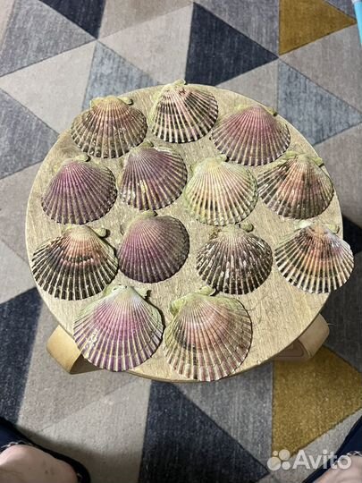 Ракушки 13шт