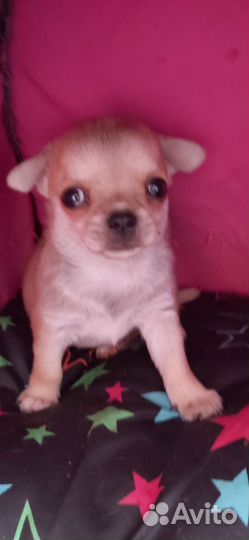Щенки чихуахуа