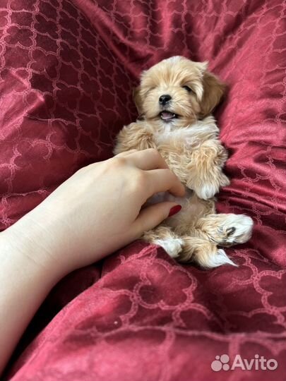 Щенки мальтипу f1 мини