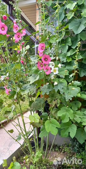 Семена укропа, Мальвы и рассада Календулы