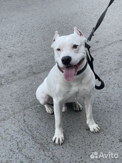 Вязка стаффордширский терьер