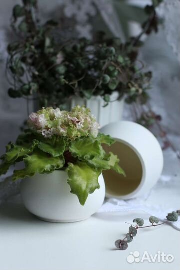 Сортовые фиалки мини/полумини фиалки