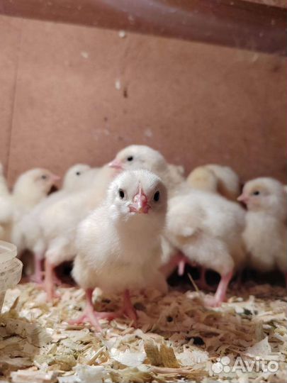 Цыплята Супер ник коралл(легорка)