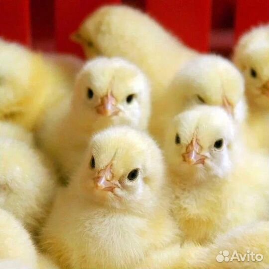 Бройлеры ross 308 в наличии