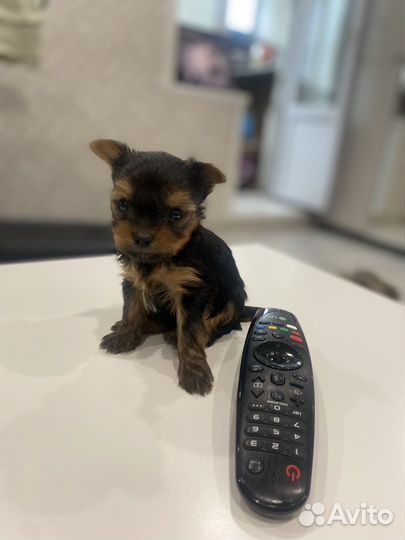 Йоркширский терьер беби фейс