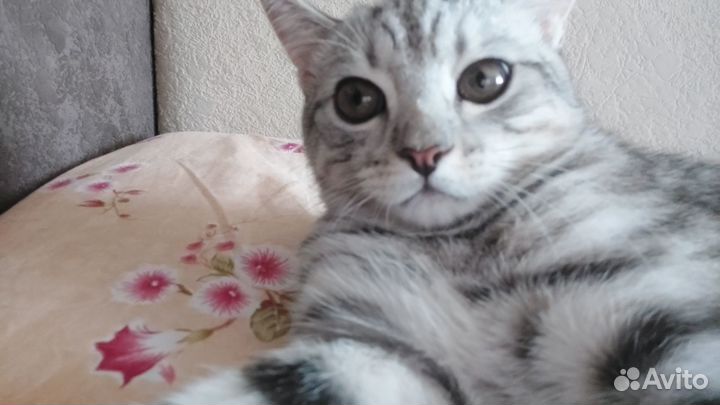 Связка кошек