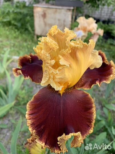 Ирисы сортовые