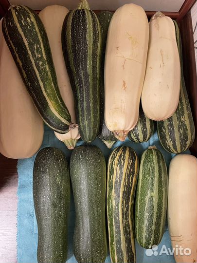 Продаю кабачки, тыкву