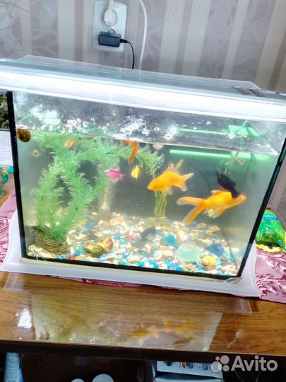 Аквариум с рыбками