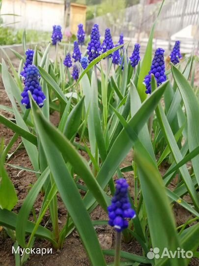 Мускари