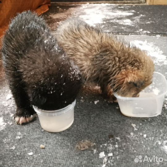 Домашние животные собаки щенки