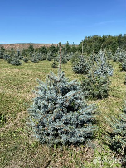 Ель голубая глаука