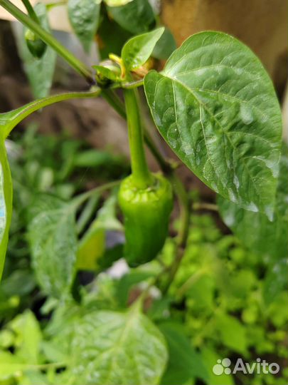Сладкий перец, крупный