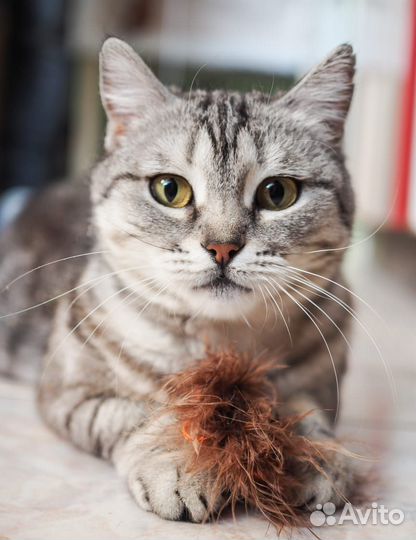Кошка Аврора очень хочет домой