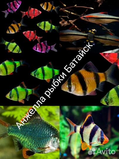Самые красивые рыбки В батайске