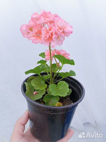 Пеларгония