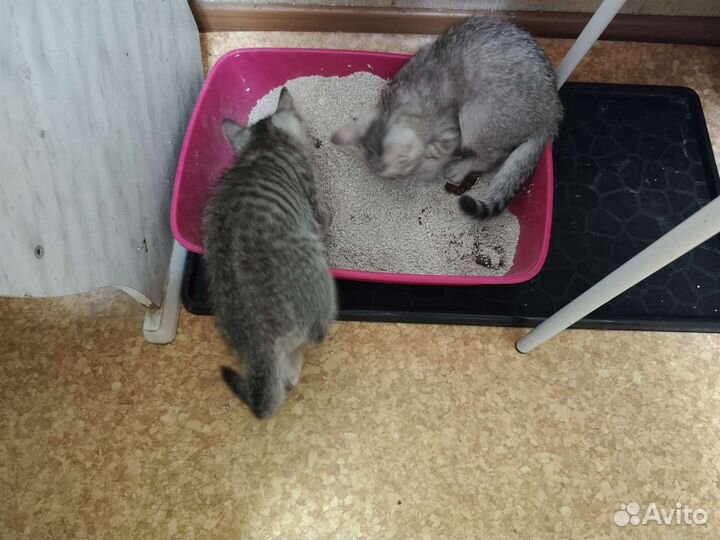 Котята отдам бесплатно