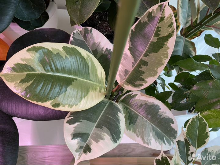 Каучуконосный фикус эластика Тинеке