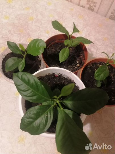 Лимонное дерево