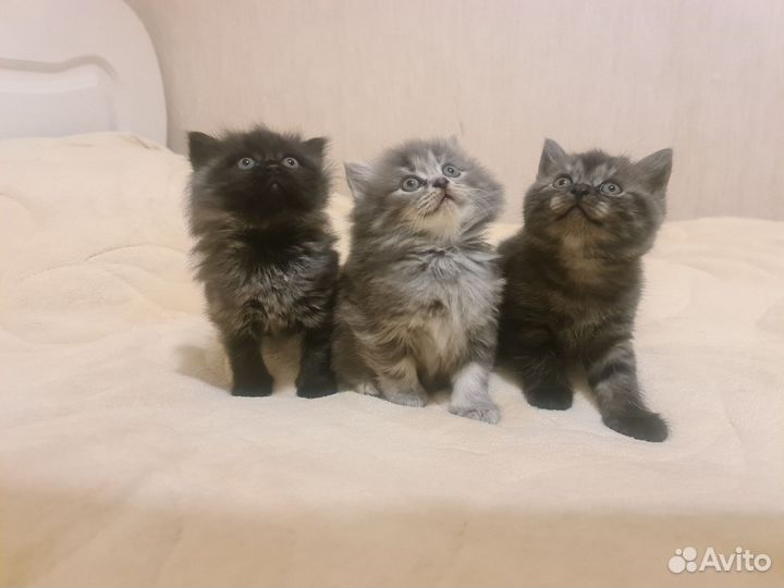 Котята британские
