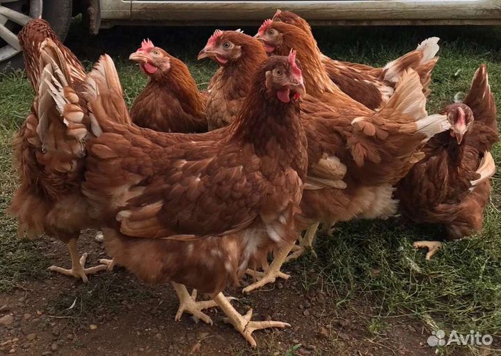 Куры молодки с доставкой