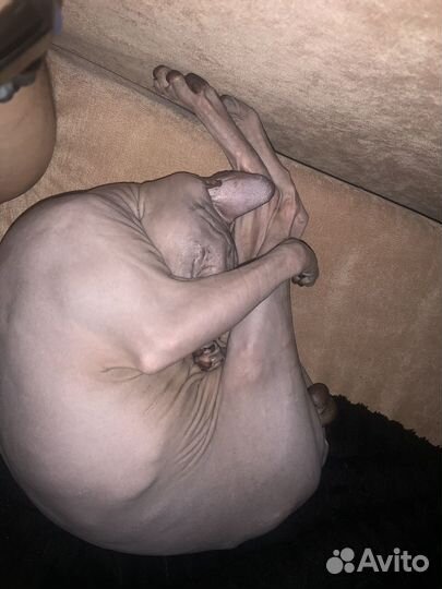 Донской сфинкс вязка