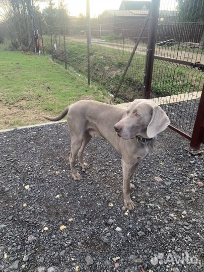 Случка собак