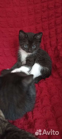 Котята (мальчики и девочки) от кошки мышиловки