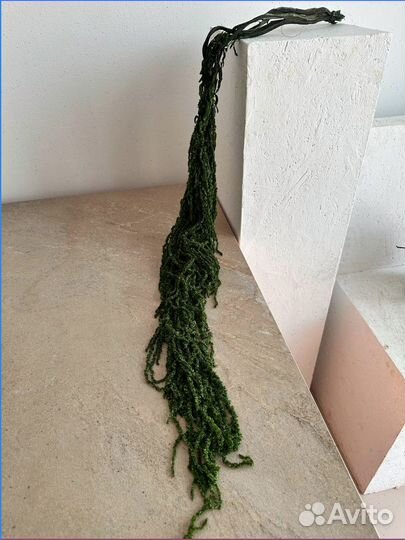 Амаpaнт крапива, ель, утолщенный