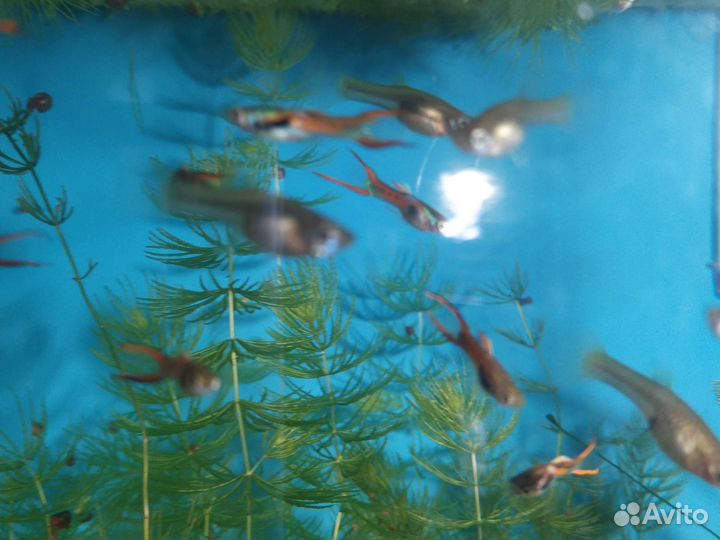 Аквариумные рыбки и растения