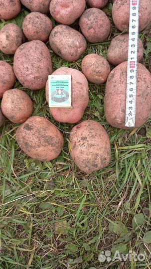 Продам картофель