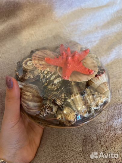 Набор ракушек подарочный для аквариума