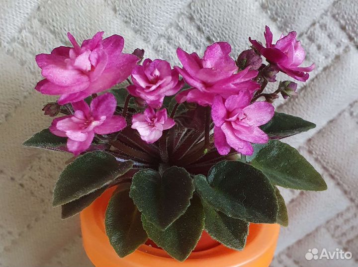 Продаются излишки мини фиалок