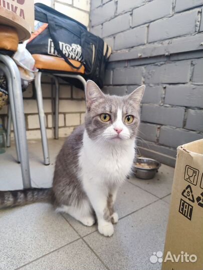 Отдам кошку