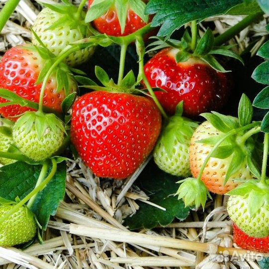 Малина Вишня Слива Клубника