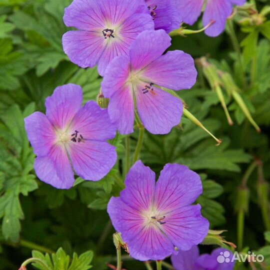 Герань садовая почвопокровная многолетник
