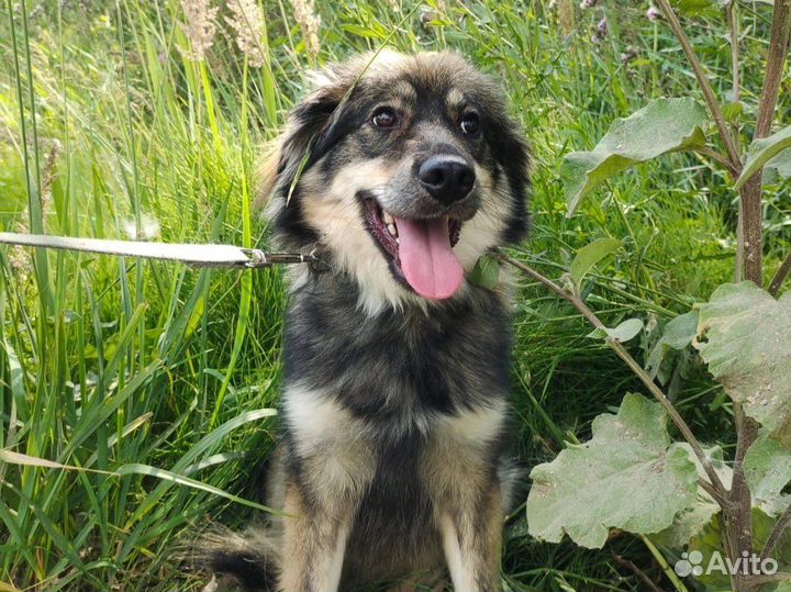 Собака подросток Ушки плюшки