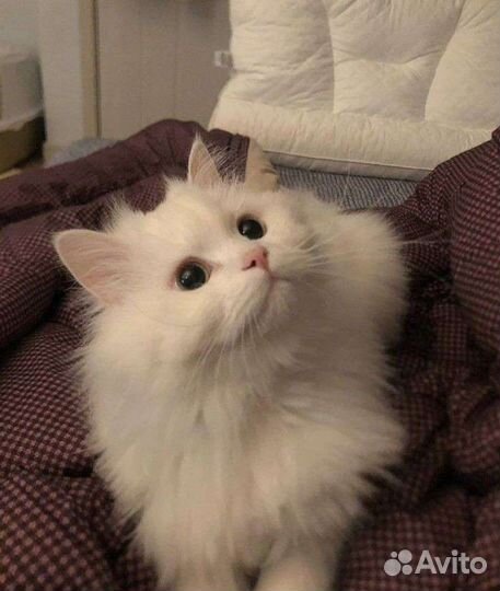 Сибирская кошка бесплатно