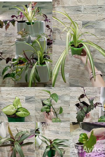 Традесканции, сингониум, сциндапсус