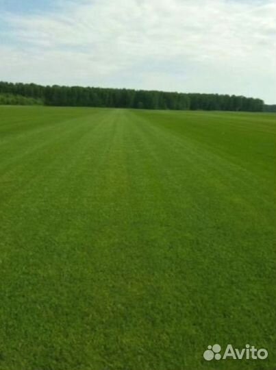 Рулонный газон