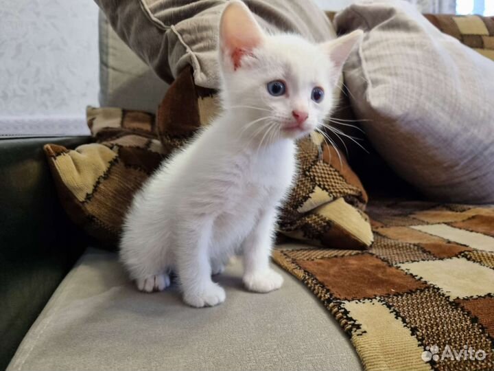 Котенок