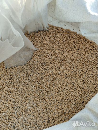 Домашние куриные яйца