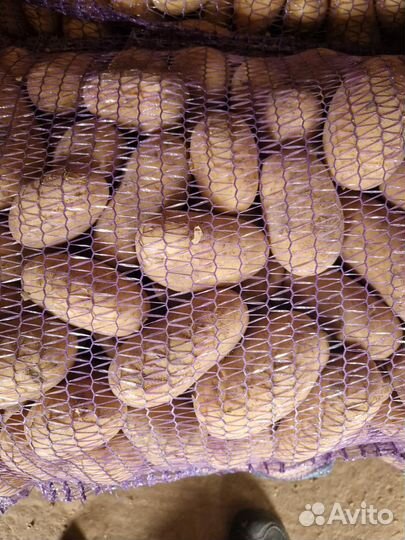 Картофель