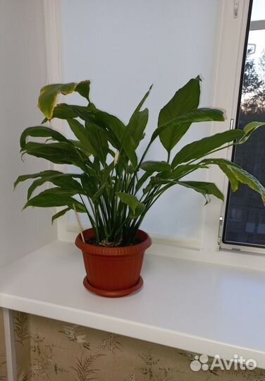 Спатифиллум