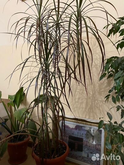 Комнатные цветы