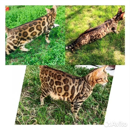 Бенгальские котята