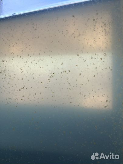 Живой корм для аквариумных рыбок, растения и сомы