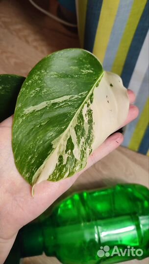 Монстера Альба детка