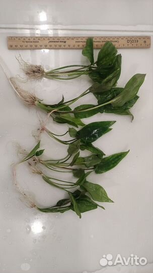 Аквариумные растения